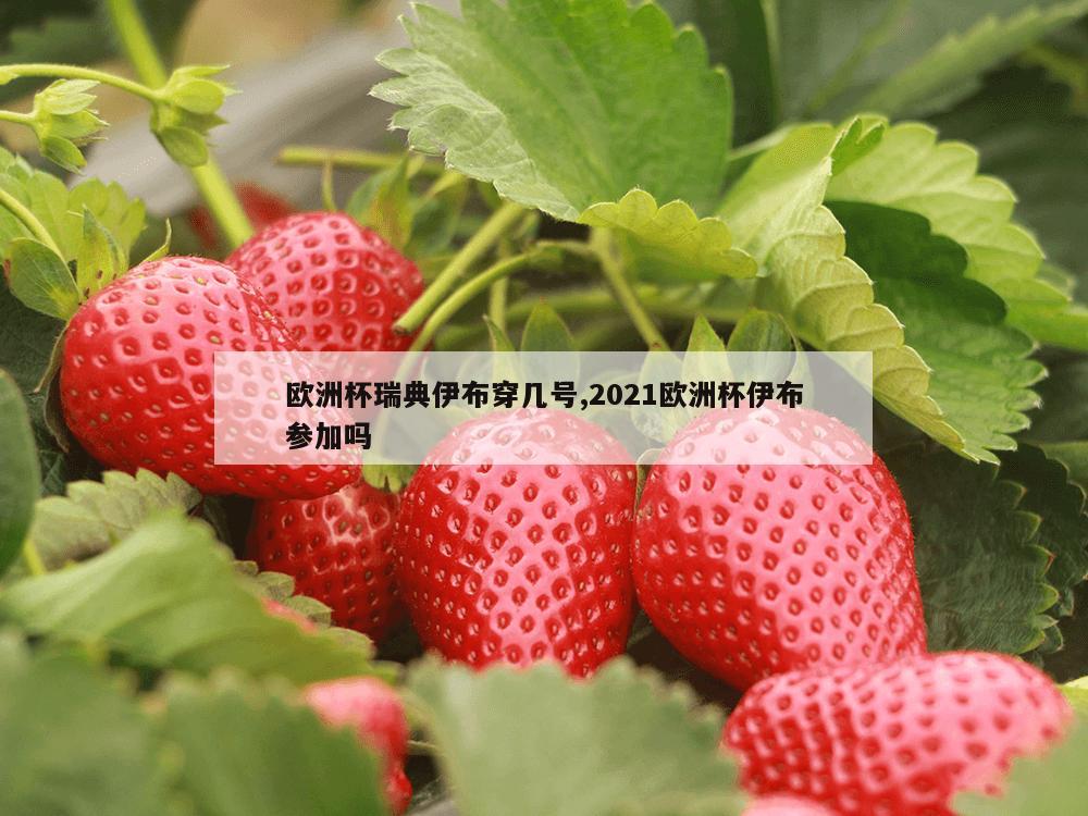 欧洲杯瑞典伊布穿几号,2021欧洲杯伊布参加吗